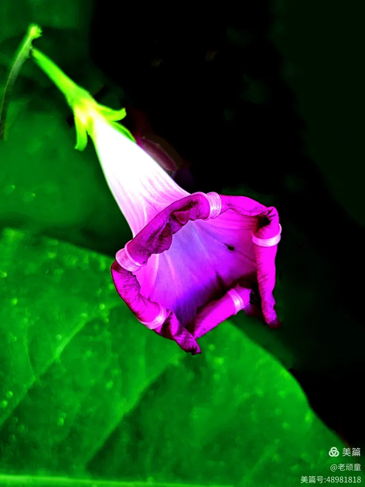 一朵牵牛花的花苞,悬在一根细长的藤上,迎着微风轻轻摆动,在阳光的